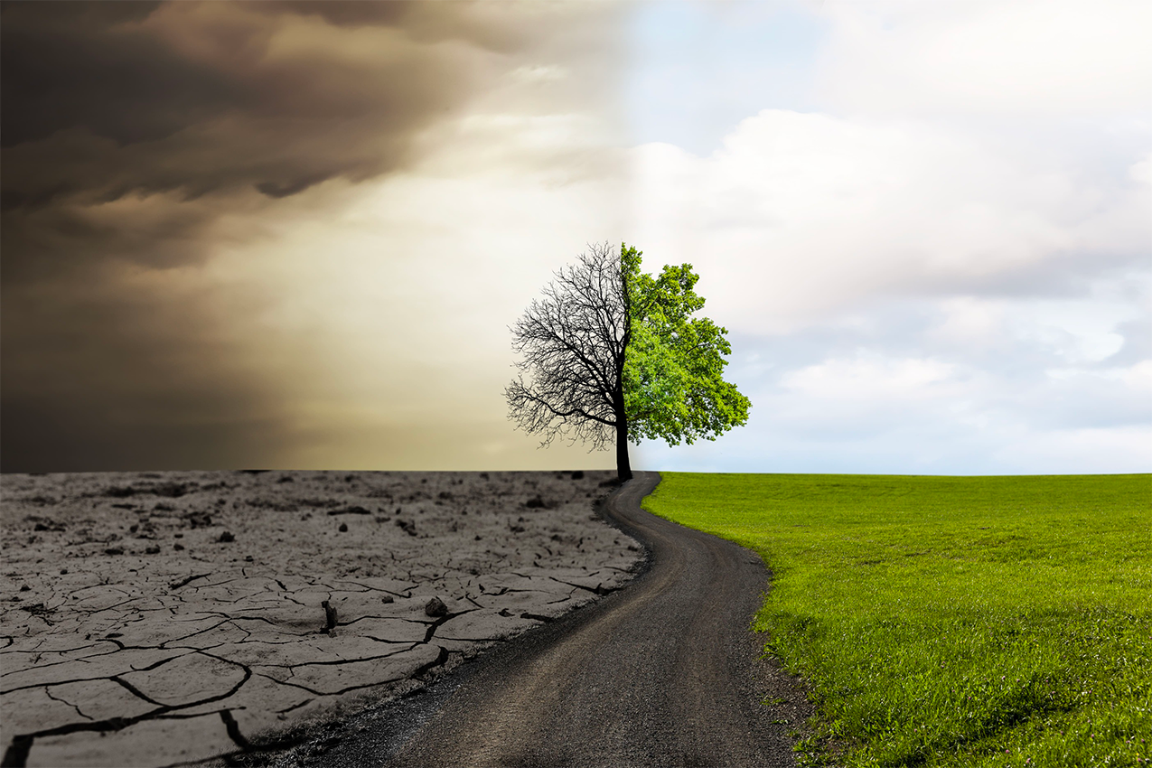 Arbre et croissance - Développement stratégie IT